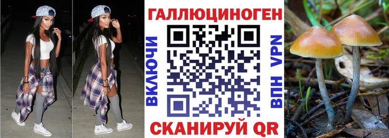 цена   Починок  Галлюциногенные грибы GOLDEN TEACHER 